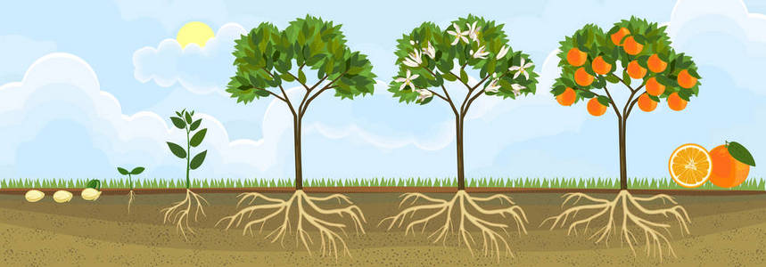 橙色树的生命周期。从种子和发芽到成年植株的生长阶段