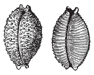 Cypraea 核具有 mammillated 的一般外观, 复古线画或雕刻插图