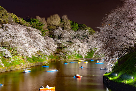 樱花围绕 Chidorigafuchi, 东京, 日本。江户城堡最北的部分现在是公园名 Chidorigafuchi 公园。Ch