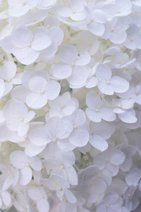 白色花背景特写。浪漫和爱情模式。绣球花