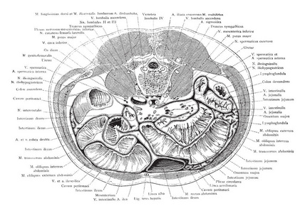 部分通过腹部紧靠脐和髂顶, 复古线画或雕刻插图