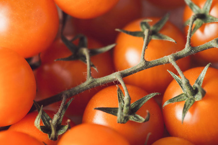 鲜熟樱桃西红柿群选择聚焦宏观射击与浅自由度