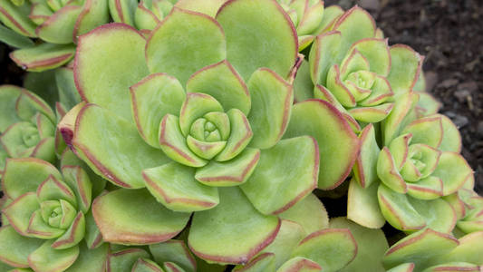 来自 Crassulaceae 家族的美丽肉质 Echeveria 植物的宏观。多汁植物形状像玫瑰