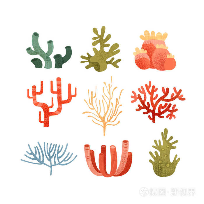 海藻集, 五颜六色的水下海洋植物矢量插图白色背景