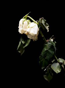 孤立在黑色的白色玫瑰枯萎图片