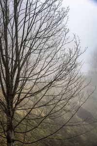 雾覆盖的乡村山坡上的烘焙树