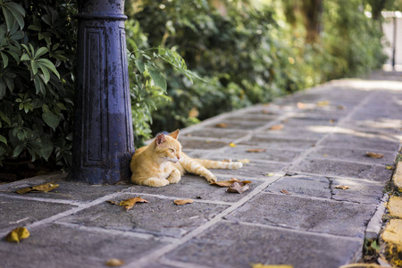 在城市人行道上放松的生姜猫图片