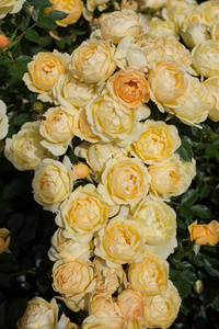 盛开的美丽多彩的玫瑰作为花卉背景