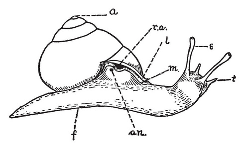 螺旋蜗牛是动物与贝壳的关系, 当延伸, 复古线画或雕刻插图