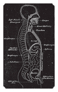 显示单独的腹部和胸腔复古线画或雕刻插图的图示