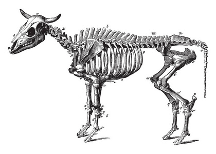 草稿图牛骨架是一种被训练成草稿动物, 复古线画或雕刻插图照片