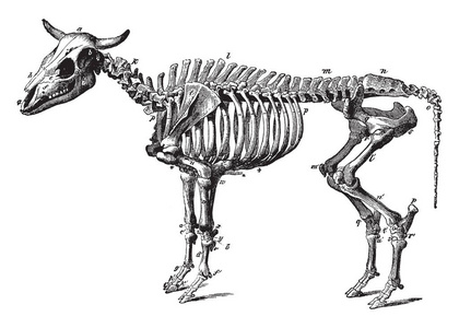 牛的骨骼详解图解剖图图片