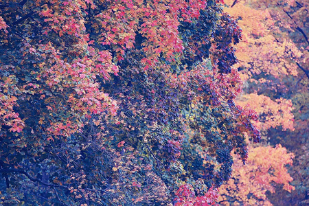 黄河秋季森林景观 美丽的树木与黄叶在森林 风景10月秋季 季节性景观照片 正版商用图片0swl8l 摄图新视界 黄河秋季森林景观 美丽的树木与黄叶在森林 风景10月秋季 季节性景观照片 正版商用图片0swl8l 摄图新视界