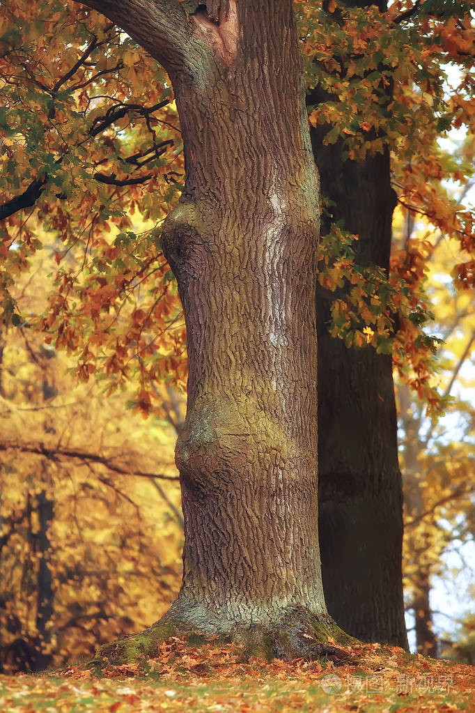 黄河秋季森林景观/美丽的树木与黄叶在森林, 风景10月秋季, 季节性