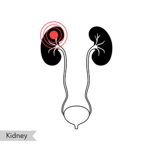 肾脏的向量分离例证