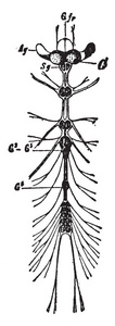 成人瓢虫神经系统, 复古线画或雕刻插图