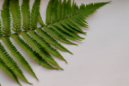 绿蕨叶绿海芋叶绿色达瓦利亚固体植物在自然花园agapostemon 芨芨草