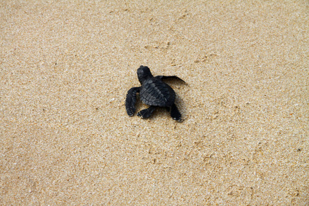 孵出的海龟在潮湿的沙子上留下脚印在它的途中入海洋