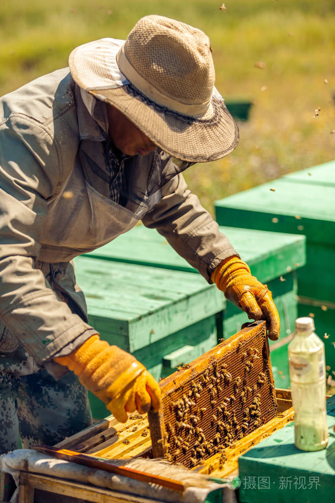 养蜂户在户外采集蜂蜜