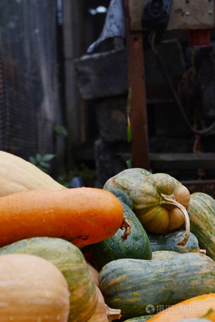 各种各样的南瓜.秋季农场丰收.秋季自然概念, 南瓜户外