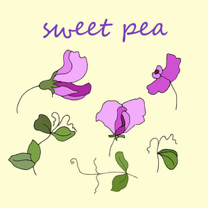 花园植物区甜豌豆开花和叶子分离的载体照片