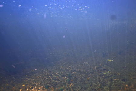 海洋中的海藻水下照片景观生态系统, 水下绿藻