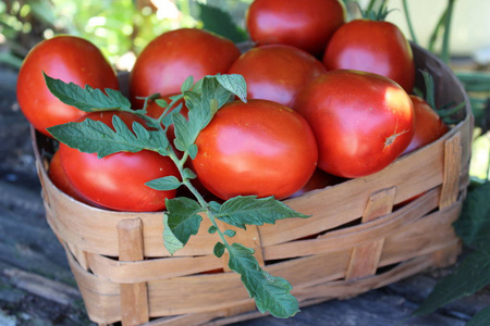 成熟有机番茄木篮