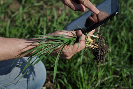 农民或农艺师用片剂早春检测田间小麦品质
