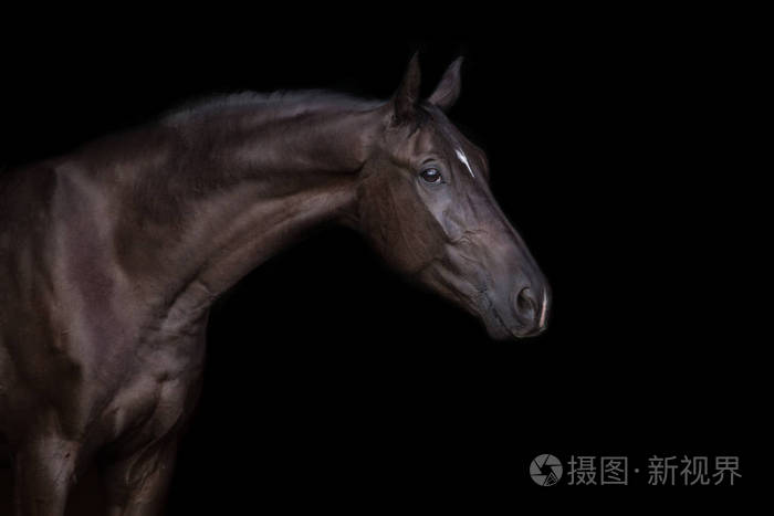 黑色背景下的马肖像特写
