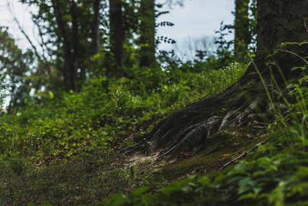 森林中覆盖苔藓的树根特写镜头