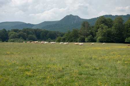 几头牛穿过山中的比利牛斯山脉