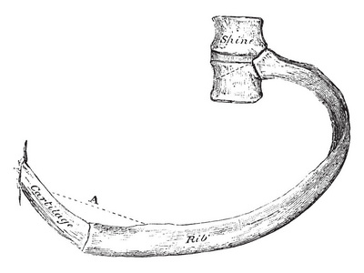 这个例证代表肋骨的运动在启发, 复古线绘画或雕刻例证