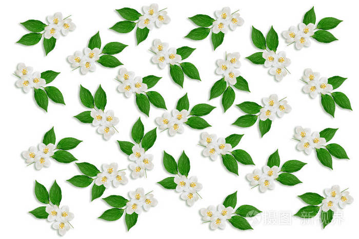 孤立的白色背景上的茉莉花的分支