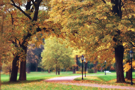 秋天的风景黄色的树在秋天公园, 明亮的橙色森林