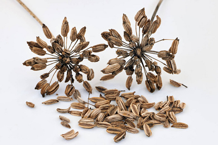 干的茴香籽照片