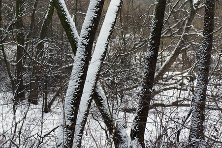 雪冬中的森林