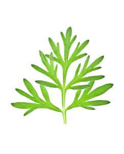 艾草叶子图片-艾草叶子素材-艾草叶子插画-摄图新视界