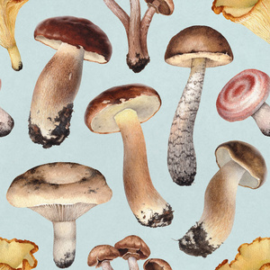 水彩插图的蘑菇