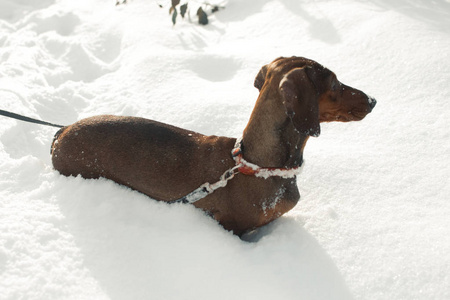 年轻的小腊肠犬是在雪中