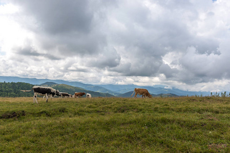 群中的喀尔巴阡山脉的奶牛。乌克兰