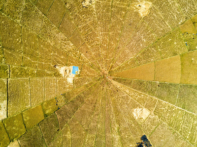 印尼 Ruteng 蜘蛛稻田中的水稻地块拼接的鸟瞰图