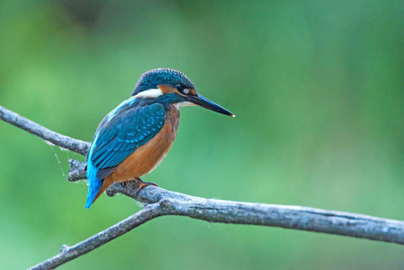 翠鸟或 Alcedo 这个栖息枝头