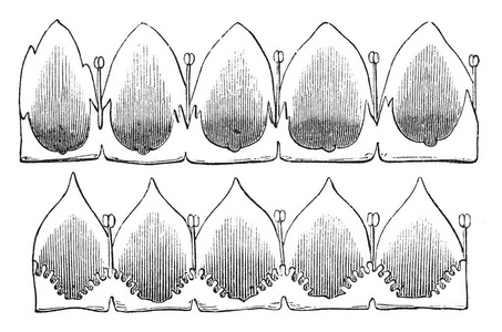一幅图片, 显示更大的菟丝子, 也称为欧洲菟丝子。这种植物原产于欧洲, 属于 Convolvulaceae 家族。在该图中 1