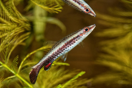 在水族馆的鱼铅笔 Nannostomus 康 的肖像