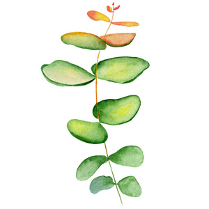 水彩 eucaliptus 枝叶子手绘插图