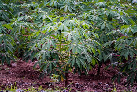 木薯树随雨落, 泰国农业