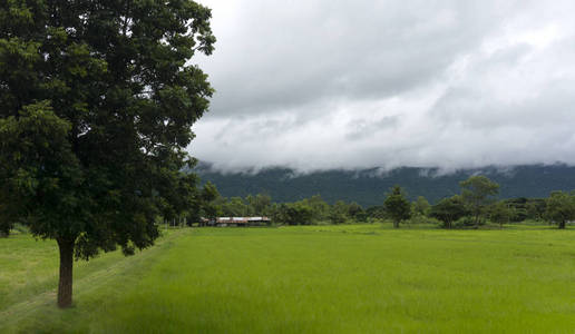 稻田风景秀丽与蓝天和云彩背景, 复制空间, 全景视图