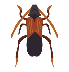 甲虫腿和翅膀被称为地面甲虫