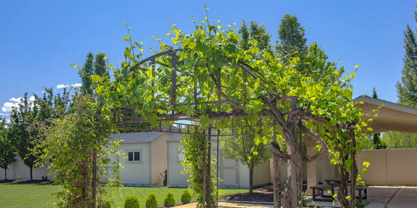 后院郁郁葱葱的绿色藤蔓凉亭图片