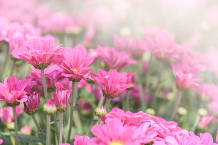 花园中的粉红色菊花花, 美丽的 Dendranthemum 花背景和选择性聚焦